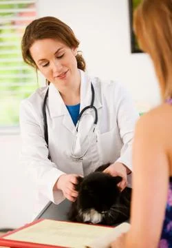 Veterinarian: Vet Checking Cat For Problems Stock Photos