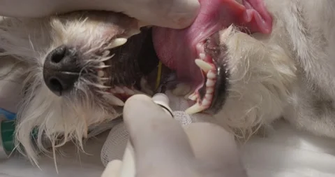 A veterinarian wearing a glove performs a thorough teeth cleaning on a sedated Stock Footage 319865503