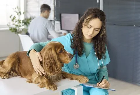 Veterinarian Writing Notes While Examining Cocker Spaniel Dog in Clinic, Pet Stock-Fotos