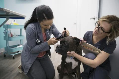 Veterinarians checking dog Stock Photos