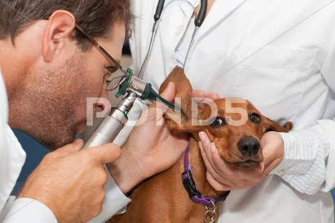 Veterinarians Examining Dogs Ear
