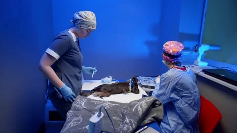 Veterinarians in the operating room are preparing to operate on a dog. Video stock 255996415