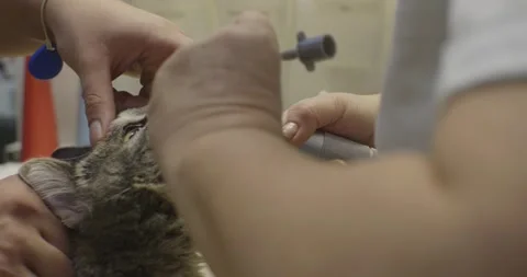 A veterinary anesthesiologist prepares the cat for surgery by intubating it Stock Footage 311321568