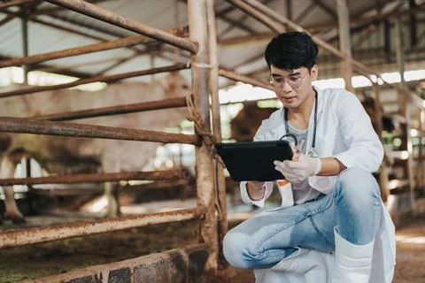 Veterinary Asian man using application on digital tablet for monitoring cattl Fotos de archivo