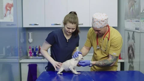 The veterinary assistant brings a small dog for examination and leaves. Stock Footage 247992223