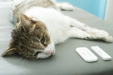 Veterinary Blood test Stock Photos