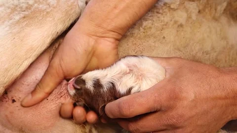 Veterinary Care Helping Weak Newborn Lamb Sheep Nurse From Mother Stock Footage 325773317