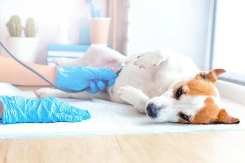 Veterinary care for pets. A vet doctor in blue gloves examines a lying dog Stock Photos