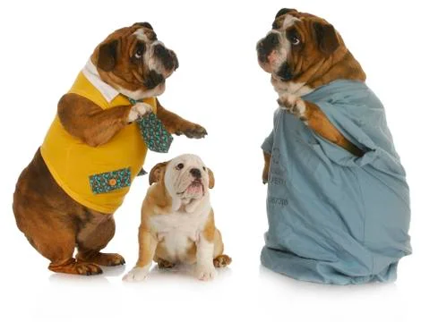 Veterinary care Stock Photos