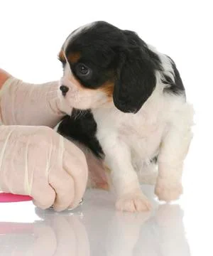 Veterinary care Stock Photos