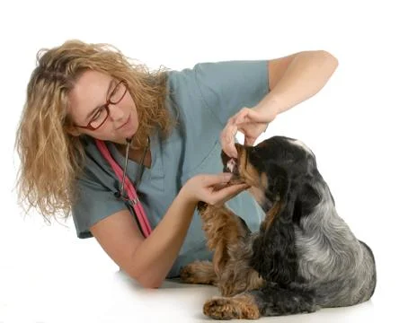 Veterinary care Stock Photos