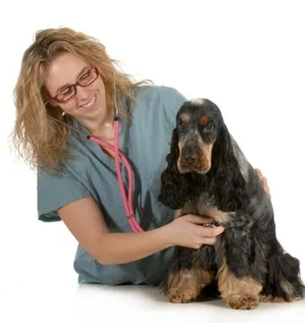 Veterinary care Stock Photos