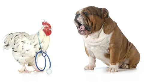 Veterinary care Stock Photos
