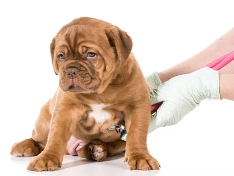 Veterinary care Stock Photos