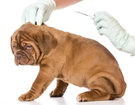 Veterinary care Stock Photos