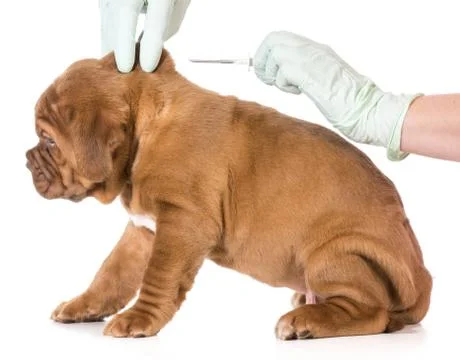 Veterinary care Stock Photos