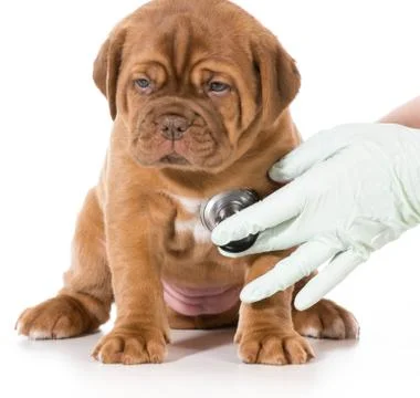Veterinary care Stock Photos