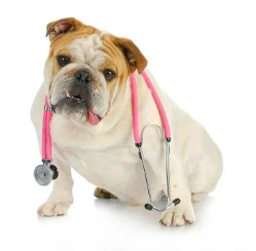 Veterinary care Stock Photos