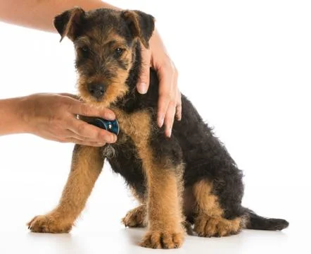 Veterinary care Foto stock