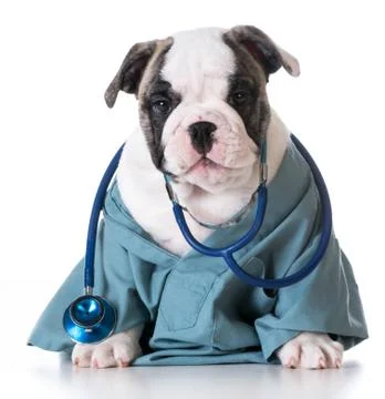 Veterinary care Stock Photos