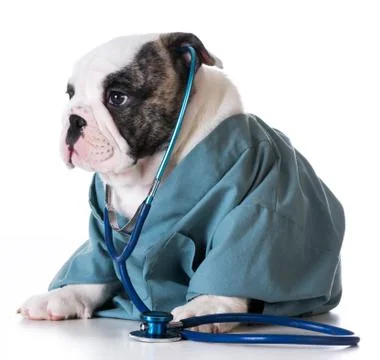 Veterinary care Stock Photos