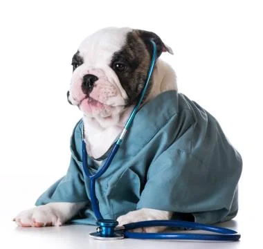 Veterinary care Stock Photos