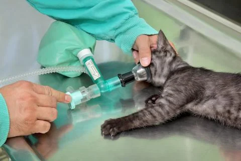 Veterinary, cat surgery Stock Photos