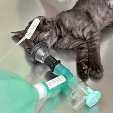 Veterinary, cat surgery Stock Photos