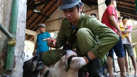 Veterinary check the Cow's Head Video stock 169762159