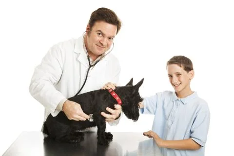 Veterinary Check Up Stock Photos
