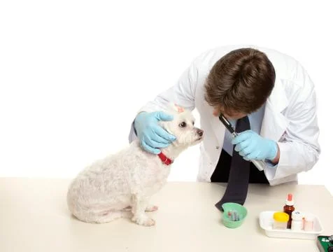 Veterinary checkup Stock Photos
