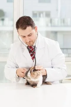 Veterinary checkup on a small dwarf rabbit Stock Photos