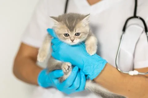 Veterinary checkup for a young kitten held by a professional in gloves Stock Photos