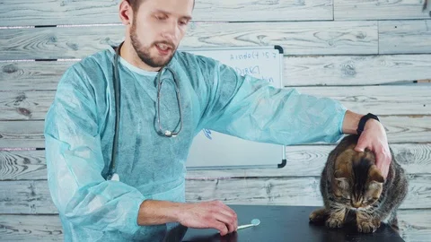 Veterinary clinic. Cute cat during examination by a veterinarian. Veterinary Stockbeeldmateriaal 103278765