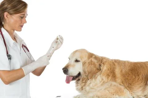 Veterinary clinic Stock Photos