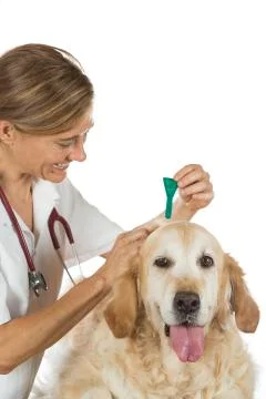 Veterinary clinic Foto stock