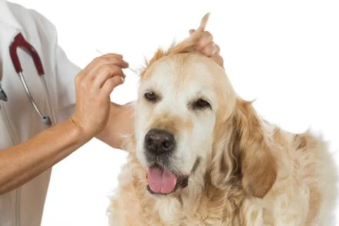 Veterinary clinic Foto stock