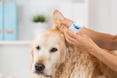 Veterinary clinic Stock Photos