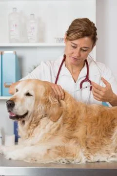 Veterinary clinic Foto stock