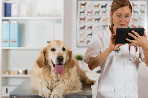 Veterinary clinic Stock-Fotos