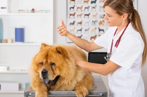 Veterinary clinic Foto stock