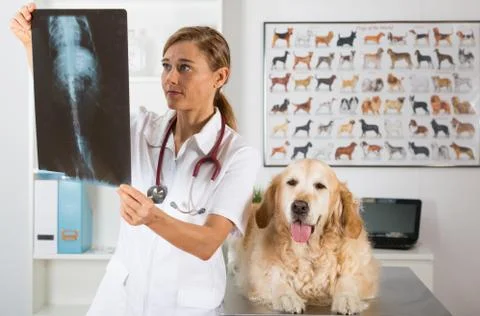 Veterinary clinic Stock-Fotos