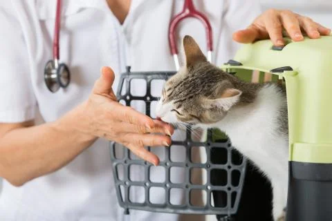 Veterinary clinic Foto stock