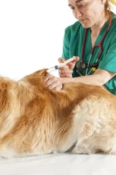 Veterinary consultation Foto stock