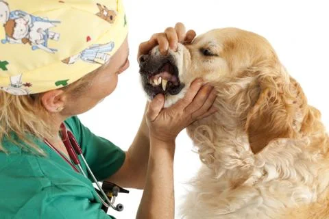 Veterinary consultation Foto stock