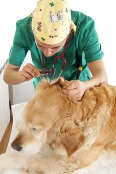 Veterinary consultation Foto stock