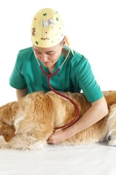 Veterinary consultation Stock-Fotos
