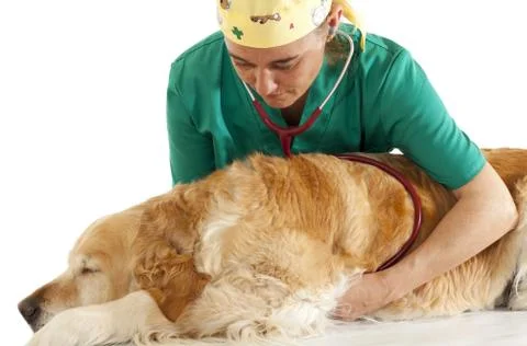 Veterinary consultation Foto stock