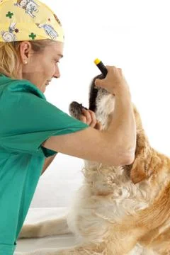 Veterinary consultation Stock-Fotos