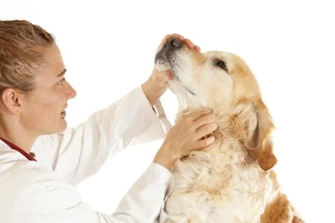 Veterinary consultation Stock-Fotos